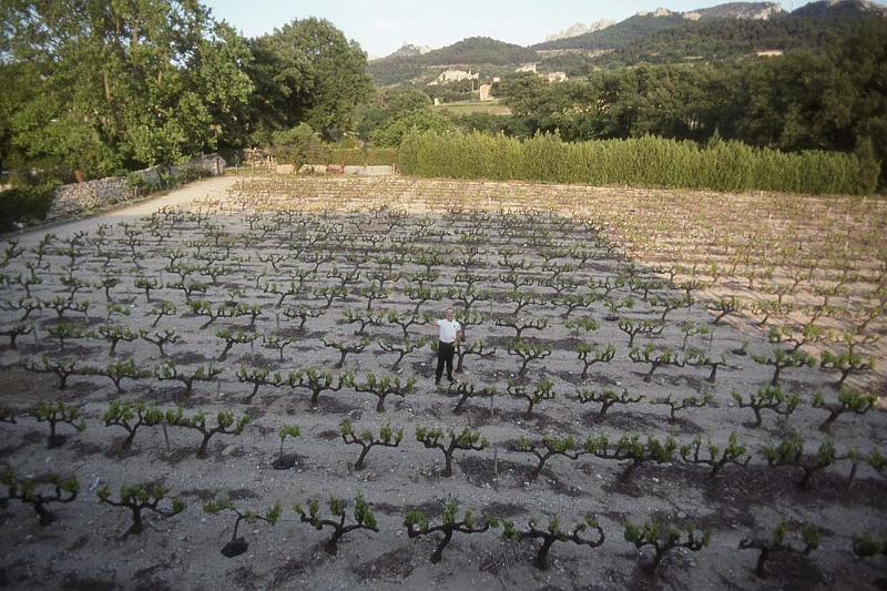 France 97 Vineyard Steve.jpg